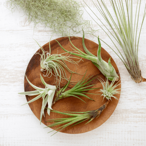 Airplants