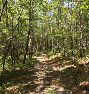 ccoan.forest